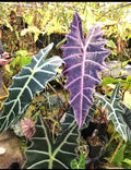 Alocasia Purpley 2” pot **(ALL plants require you to purchase ANY 2 plants!)**