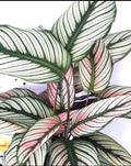 Calathea Whitestar 2” plant **(ALL plants require you to purchase ANY 2 plants!)**