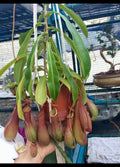 Nepenthes Alata starter plant **(ALL plants require you to purchase ANY 2 plants!)**