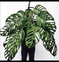 Monstera Esqueleto non TC starter plant **(ALL plants require you to purchase ANY 2 plants!)**