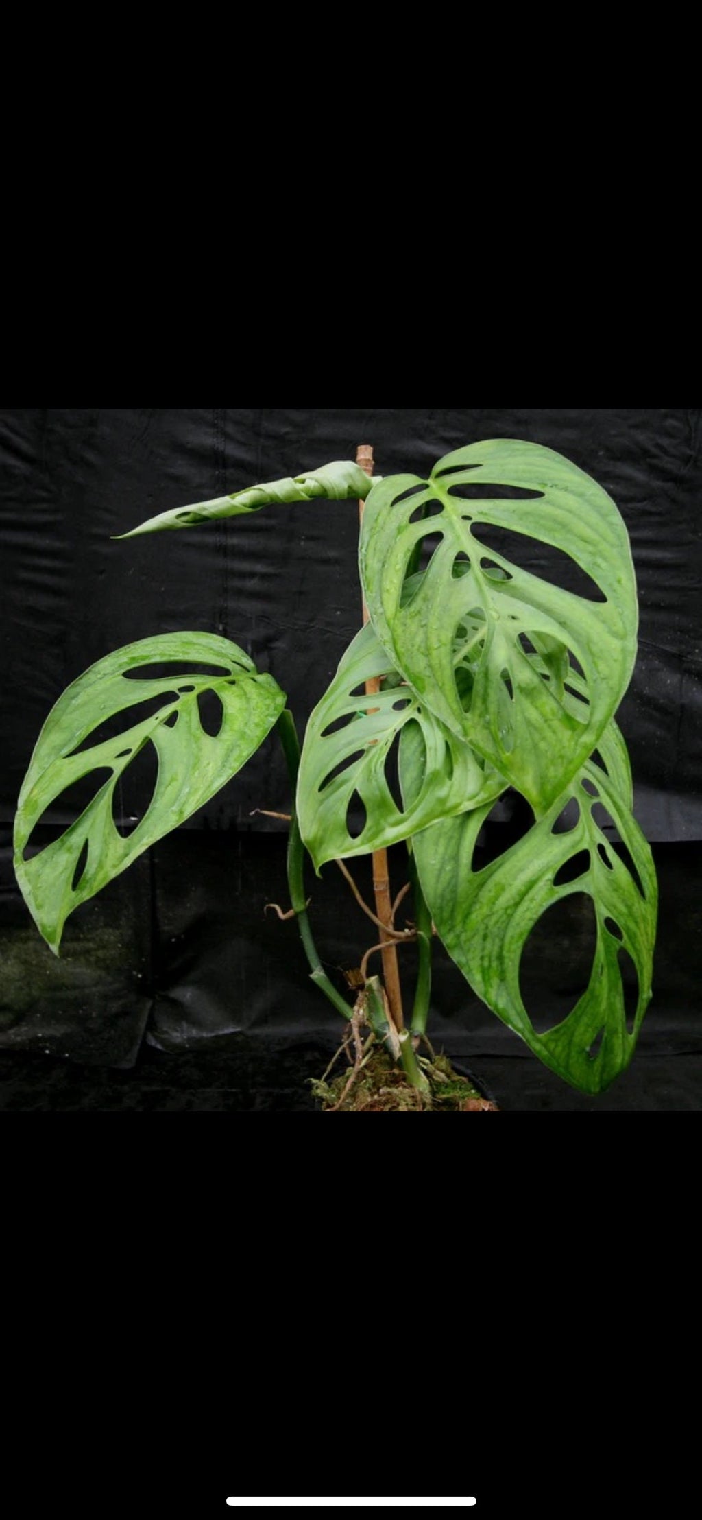 Monstera Esqueleto non TC starter plant **(ALL plants require you to purchase ANY 2 plants!)**