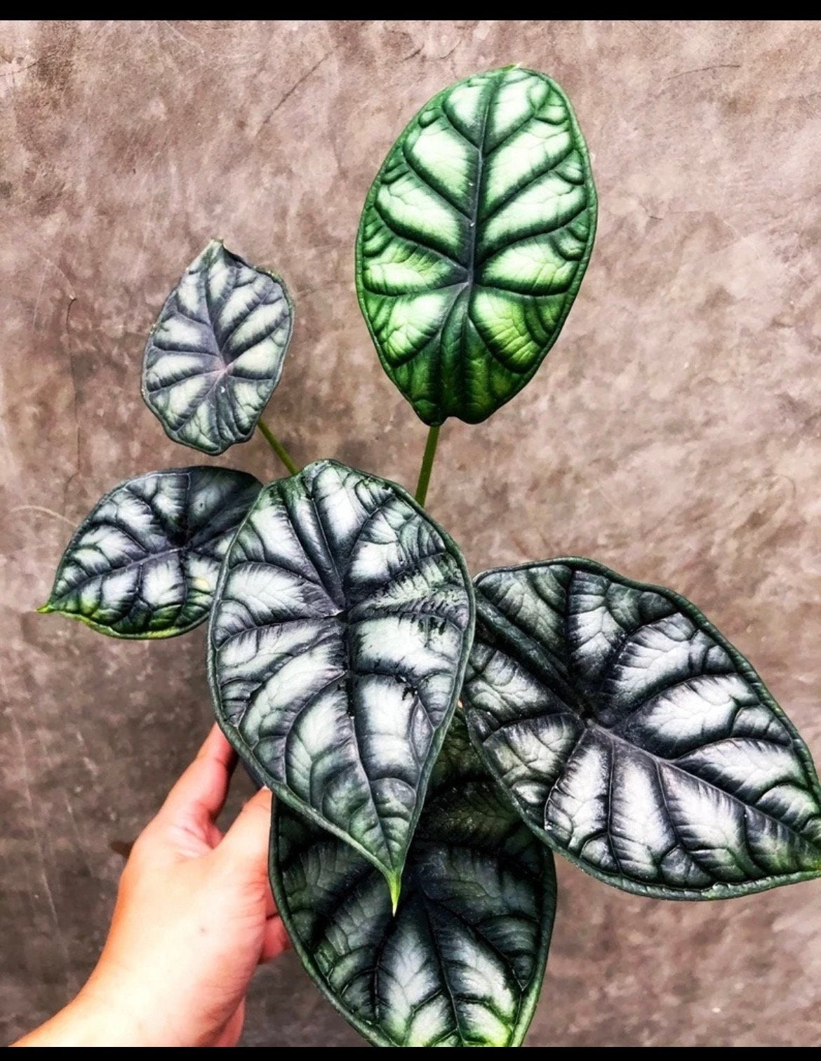 Alocasia Dragon Moon 2”  plant **(ALL plants require you to purchase ANY 2 plants!)**