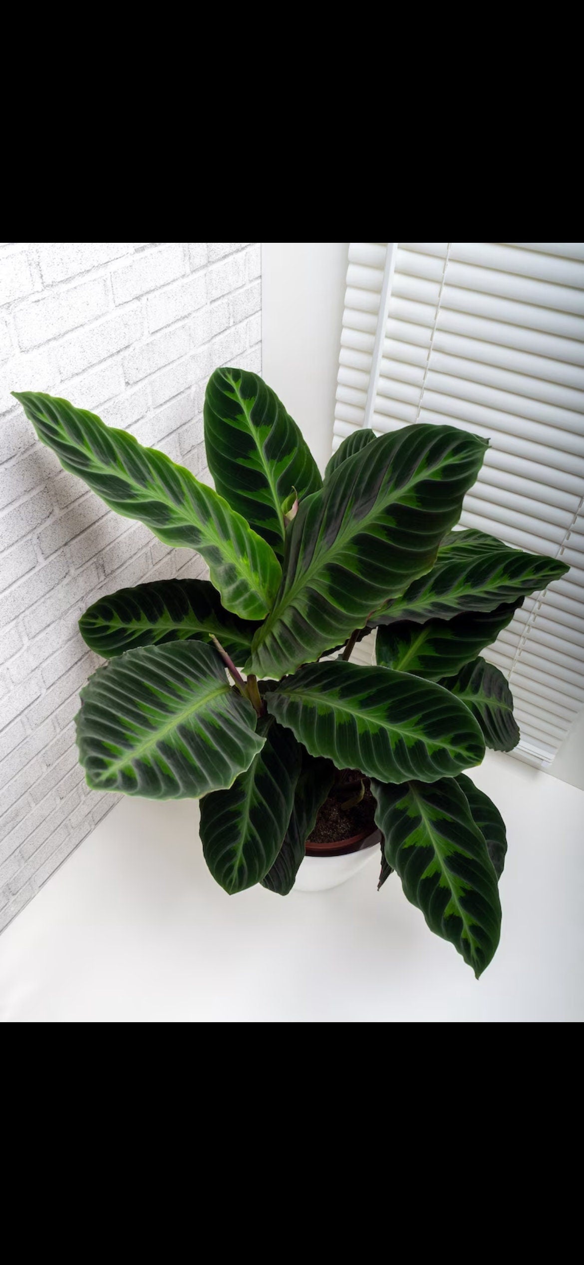 Calathea Jungle Velvet starter plant **(ALL plants require you to purchase ANY 2 plants!)**