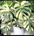 Monstera Thai Constellation starter plant **(ALL plants require you to purchase ANY 2 plants!)**