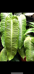 Anthurium Veitchii King 4” potted plant **(ALL plants require you to purchase ANY 2 plants!)**