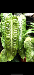 Anthurium Veitchii King 4” plant **(ALL plants require you to purchase ANY 2 plants!)**