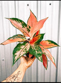 Aglaonema red king 4” plant **(ALL plants require you to purchase ANY 2 plants!)**