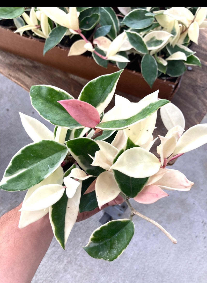 Hoya Krimson queen 4”  plant **(ALL plants require you to purchase ANY 2 plants!)**