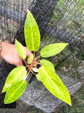 Philodendron Painted Lady Large starter plant **(ALL plants require you to purchase ANY 2 plants!)**