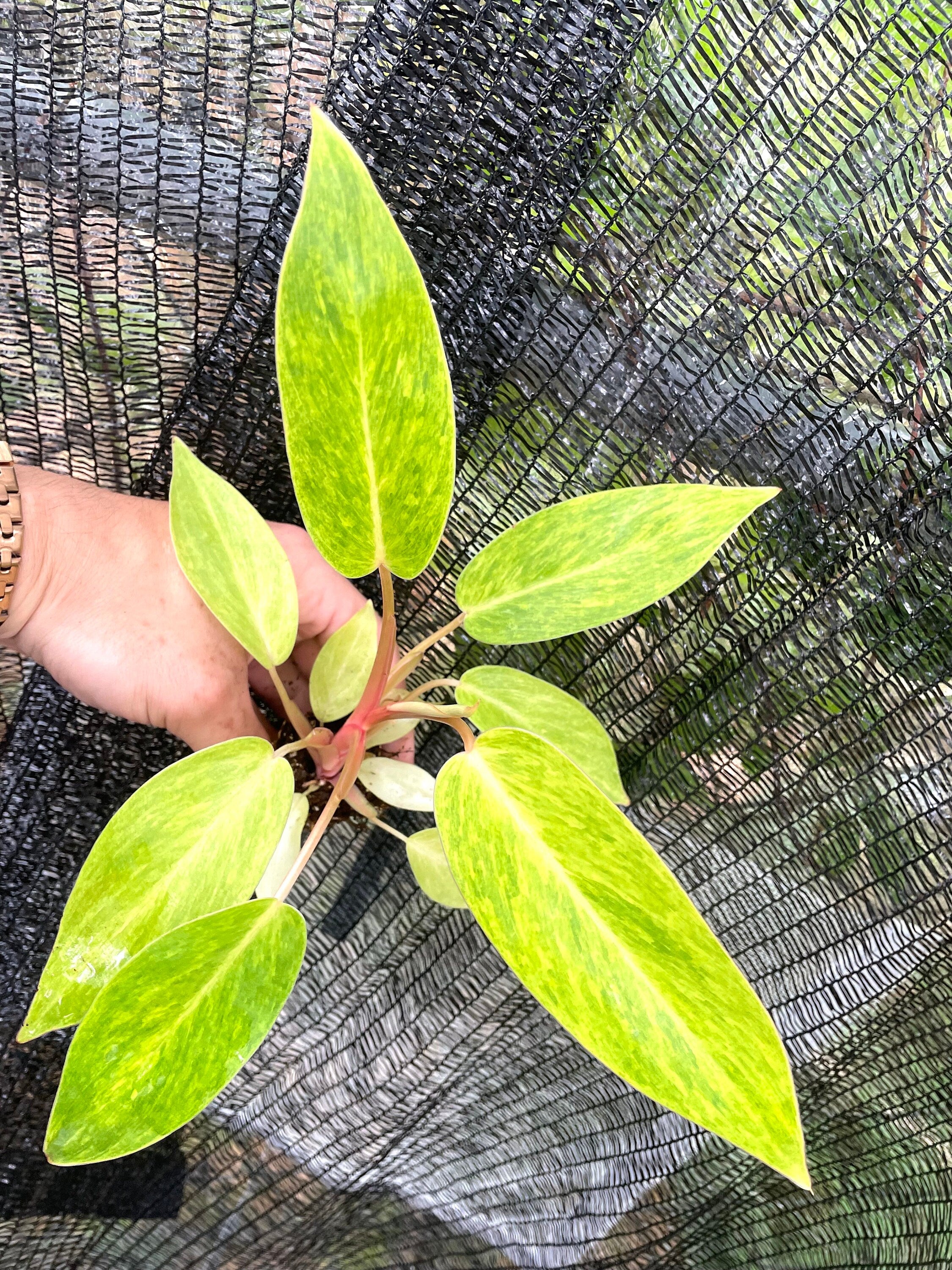 Philodendron Painted Lady Large starter plant **(ALL plants require you to purchase ANY 2 plants!)**
