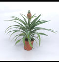 Ananas Mis amigos (baby pineapple) (5 pack) starter plants