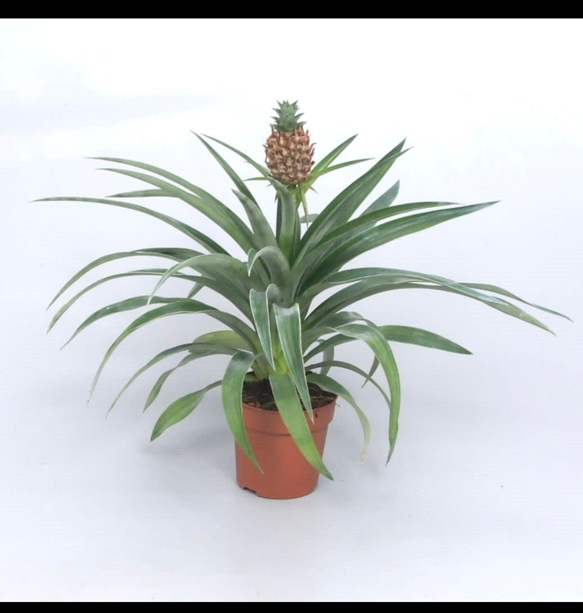 Ananas Mis amigos (baby pineapple) (5 pack) starter plants