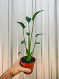 Alocasia Tiny Dancers 4” plant **(ALL plants require you to purchase ANY 2 plants!)**