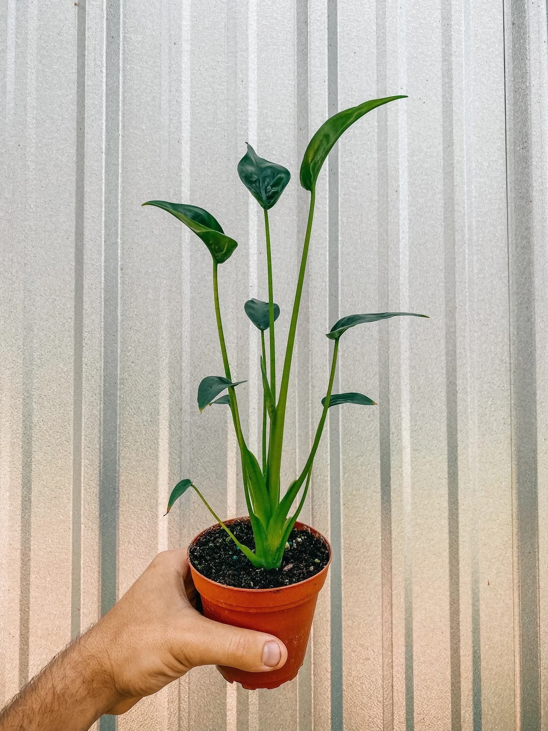Alocasia Tiny Dancers 4” plant **(ALL plants require you to purchase ANY 2 plants!)**