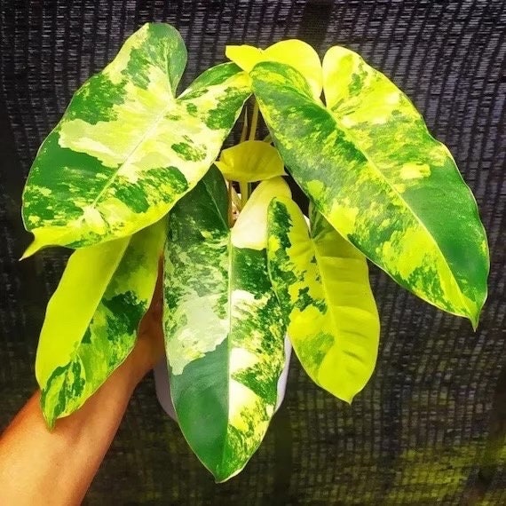 Philodendron Variegated Burle Marx 2” plant **(ALL plants require you to purchase ANY 2 plants!)**