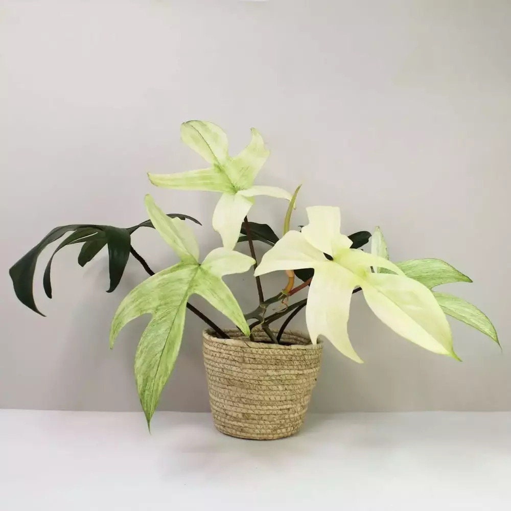 Philodendron Florida Ghost mint starter plants **(5 pack)**