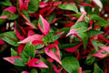 Alternanthera party time starter plants  (5 pack)