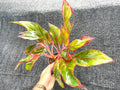 Aglaonema Siam aurora 4” plant **(ALL plants require you to purchase ANY 2 plants!)**