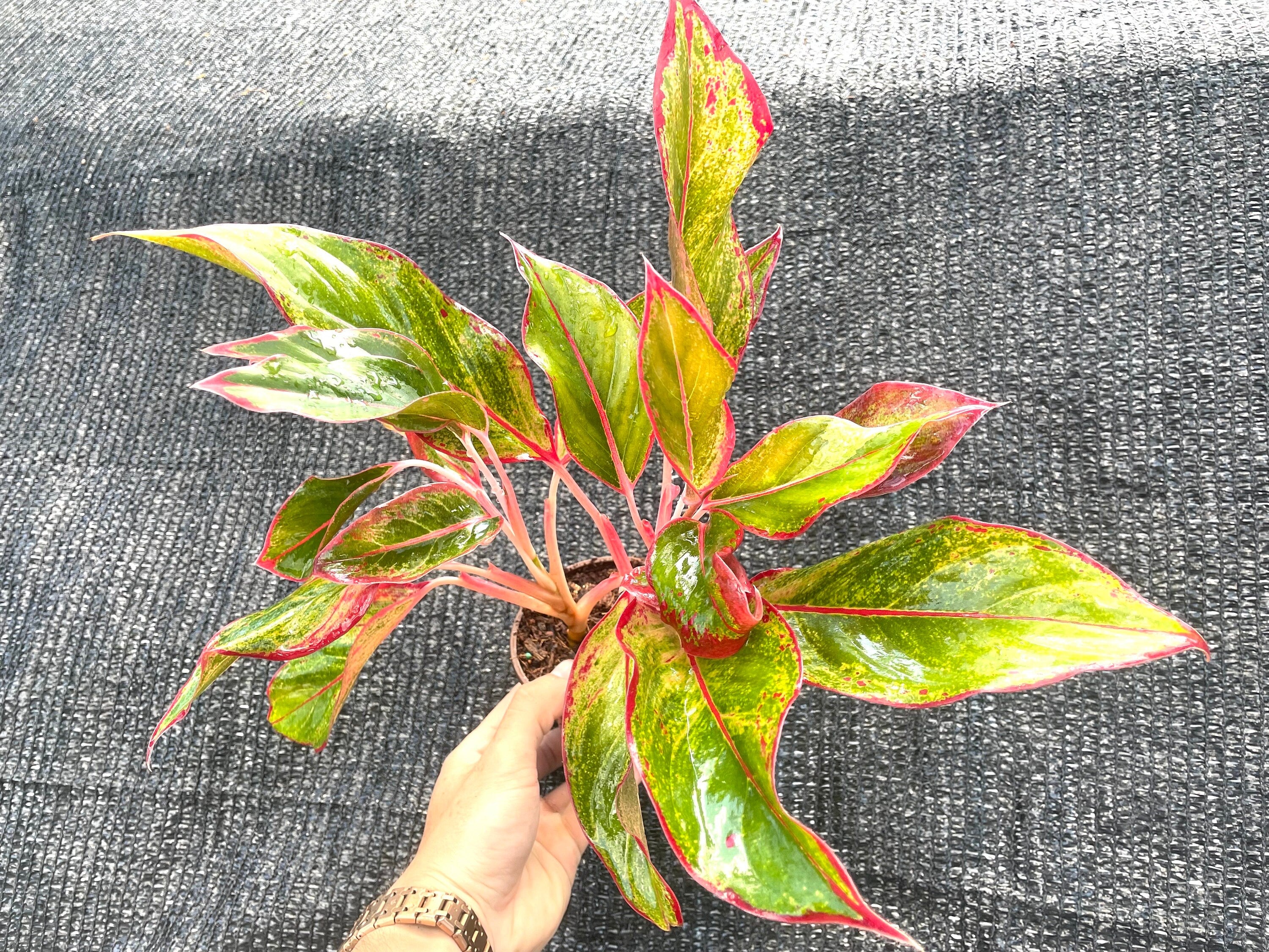 Aglaonema Siam aurora 4” plant **(ALL plants require you to purchase ANY 2 plants!)**