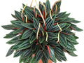 Peperomia Eden Rosso starter plant **(ALL plants require you to purchase ANY 2 plants!)**
