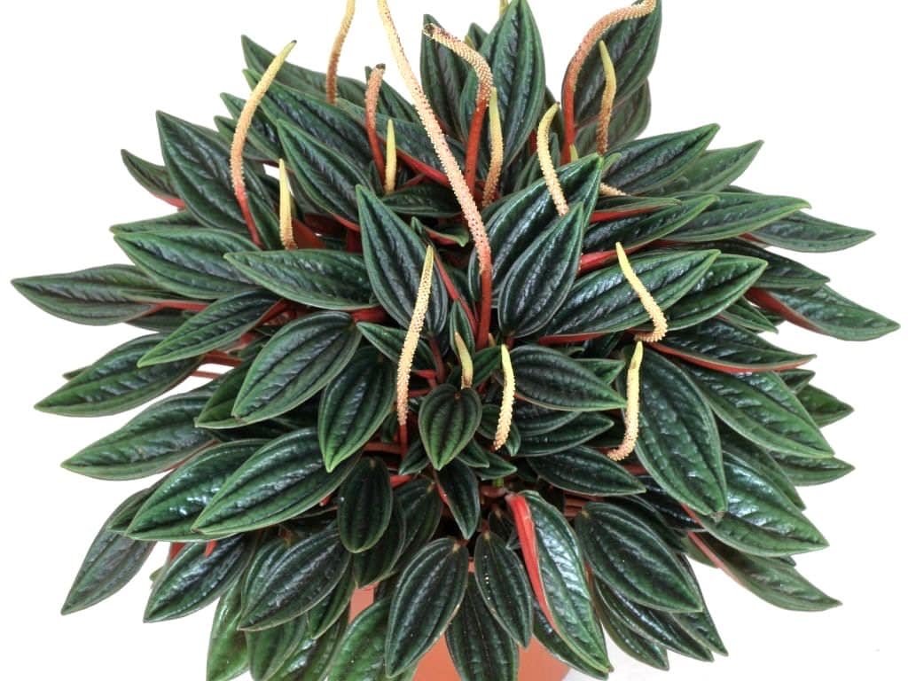 Peperomia Eden Rosso starter plant **(ALL plants require you to purchase ANY 2 plants!)**