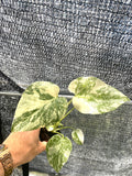 Monstera Thai Constellation starter plant HV++ **(ALL plants require you to purchase ANY 2 plants!)**