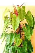 Philodendron Painted Lady 20 pack **(ALL plants require you to purchase ANY 2 plants!)**