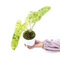 Philodendron Paraiso Verde TC starter plant **(ALL plants require you to purchase ANY 2 plants!)**