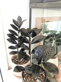 Black Nova queen ZZ 4” pot **(ALL plants require you to purchase ANY 2 plants!)**