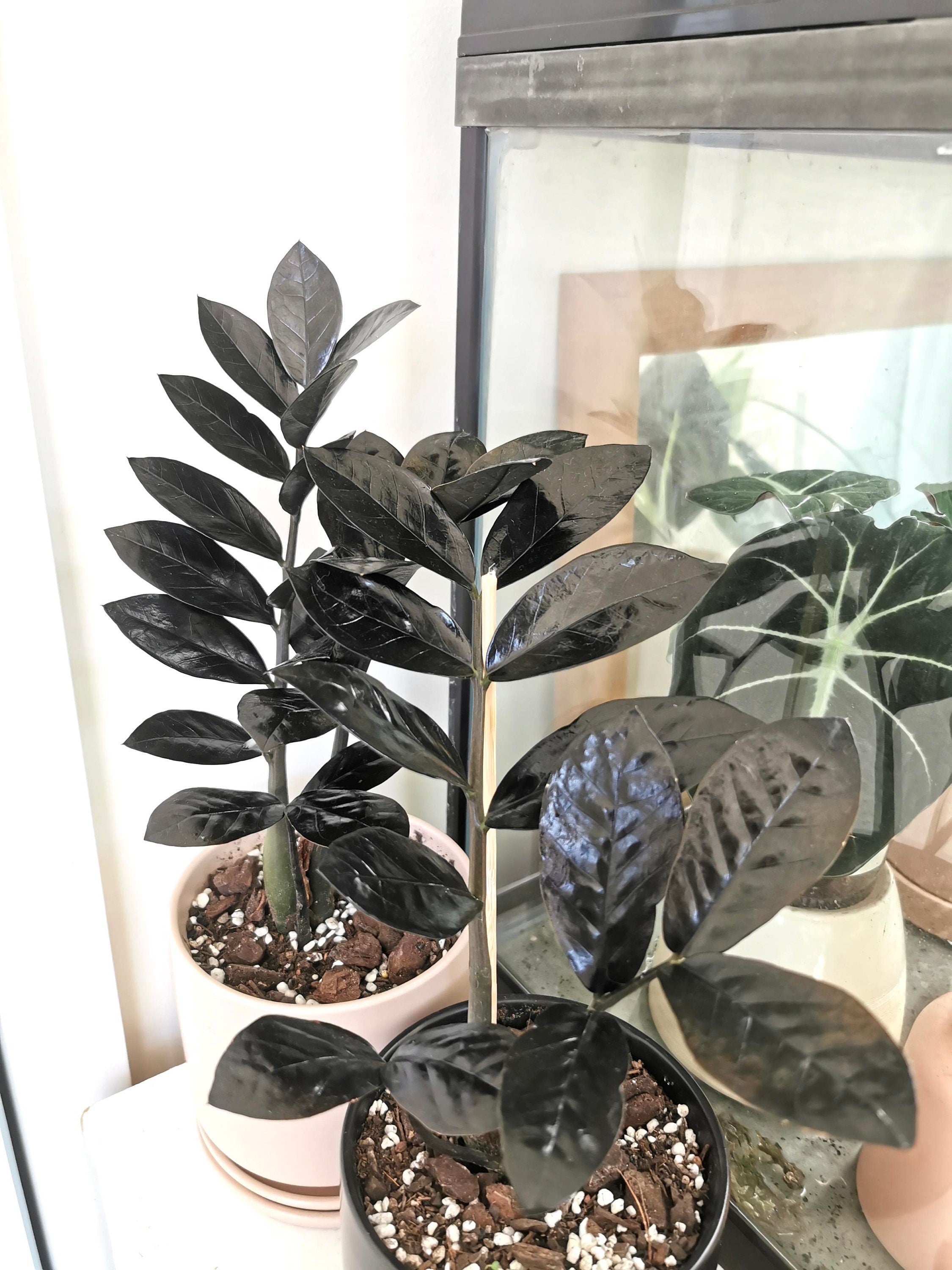 Black Nova queen ZZ 4” pot **(ALL plants require you to purchase ANY 2 plants!)**