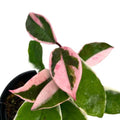 Hoya carnosa albomarginata starter plant **(ALL plants require you to purchase ANY 2 plants!)**