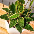 Hoya Macrophylla Variegated  2” plant **(ALL plants require you to purchase ANY 2 plants!)**