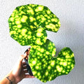Farfugium Firefly rare 2” plant **(ALL plants require you to purchase ANY 2 plants!)**