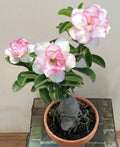 Desert rose White adenium obesum starter plant **(ALL plants require you to purchase ANY 2 plants!)**