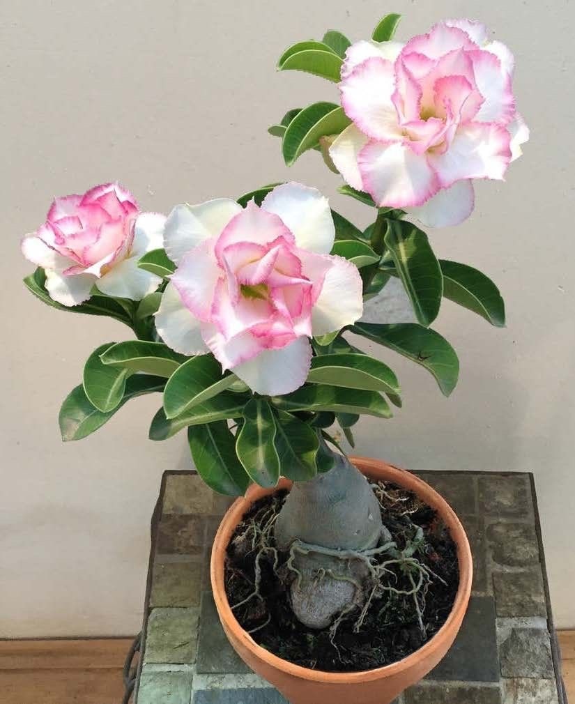 Desert rose White adenium obesum starter plant **(ALL plants require you to purchase ANY 2 plants!)**