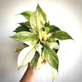 Philodendron Florida Ghost Mint starter plants **20 pack**