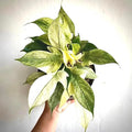 Philodendron Florida Ghost Mint 2”  plant **(ALL plants require you to purchase ANY 2 plants!)**