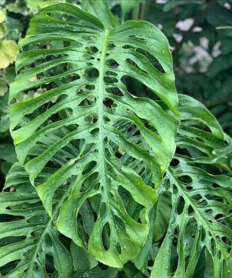 Monstera Acuminata starter plant **(ALL plants require you to purchase ANY 2 plants!)**