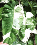 Philodendron Jose Buono 4” multistem plant **(ALL plants require you to purchase ANY 2 plants!)**
