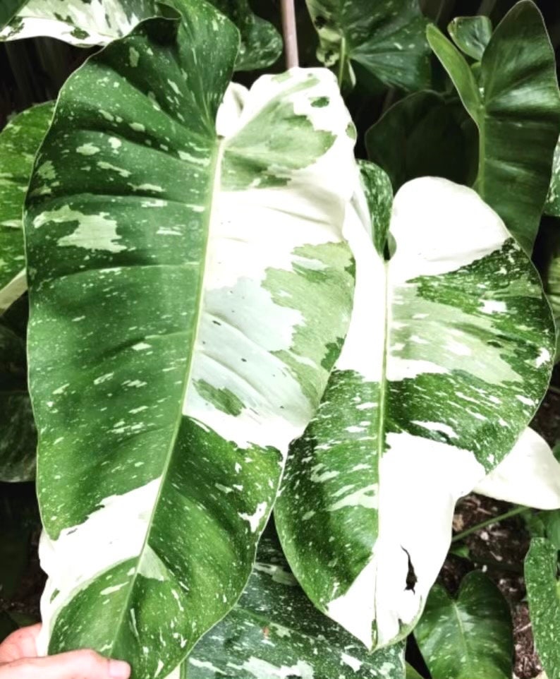 Philodendron Jose Buono 4” multistem plant **(ALL plants require you to purchase ANY 2 plants!)**