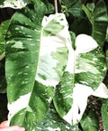 Philodendron Jose Buono 2” plant **(ALL plants require you to purchase ANY 2 plants!)**