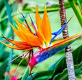 Orange bird of paradise 4” pot  **(ALL plants require you to purchase ANY 2 plants!)**