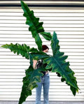 Alocasia Sabrina starter plant **(ALL plants require you to purchase ANY 2 plants!)**