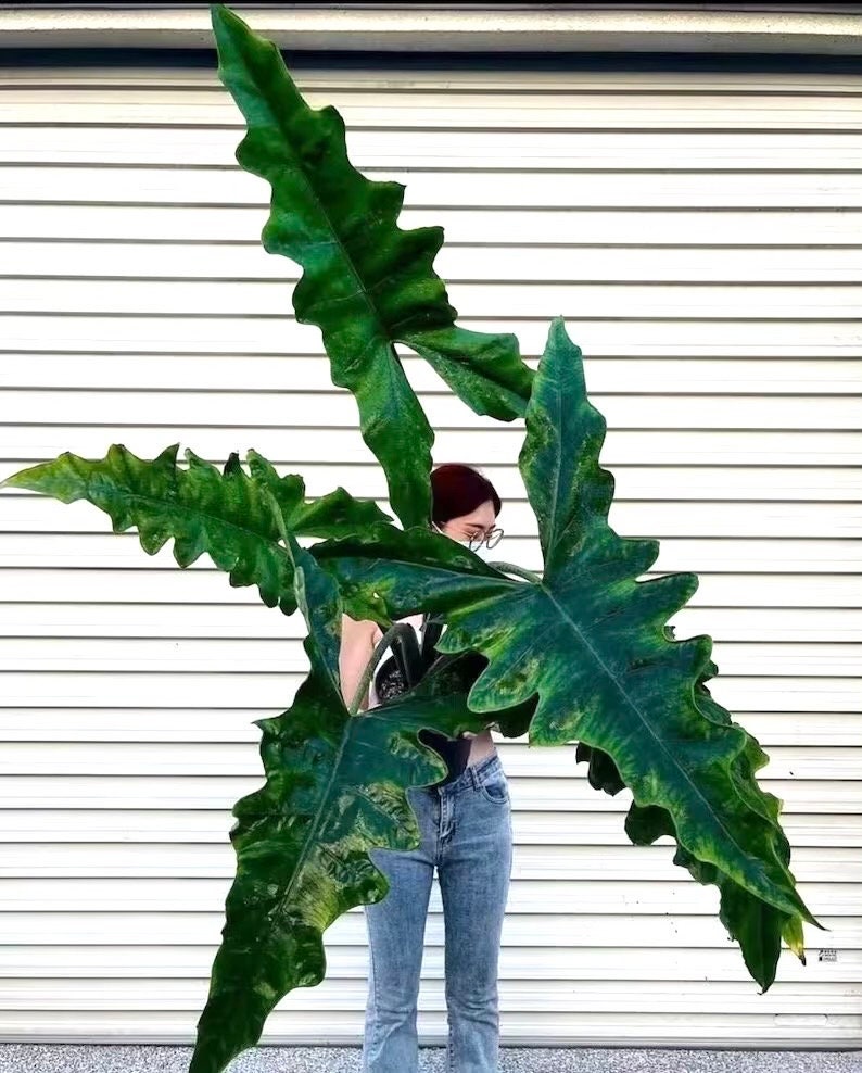 Alocasia Sabrina starter plant **(ALL plants require you to purchase ANY 2 plants!)**