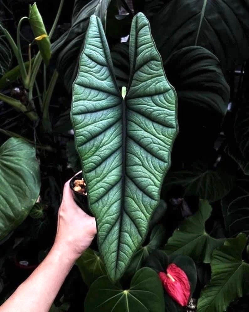 Alocasia Platinum “Bisma” 4” plant (short) **(ALL plants require you to purchase ANY 2 plants!)**