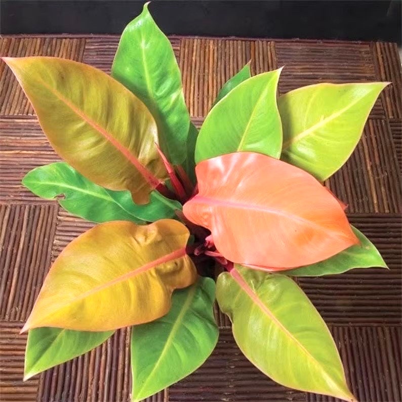 Philodendron Tangerine *new hybrid* 2” pot **(ALL plants require you to purchase ANY 2 plants!)**