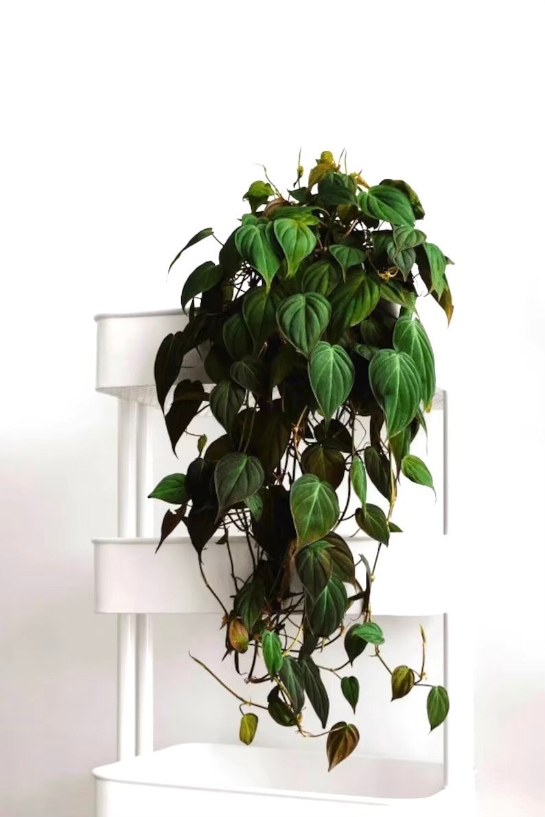 Philodendron Micans 4” plant **(ALL plants require you to purchase ANY 2 plants!)**