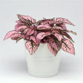 Hypoestes pink (polka dot) starter plant **(ALL plants require you to purchase ANY 2 plants!)**