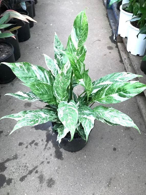 Variegated Peace Lily “domino” Starter Plant (ALL STARTER PLANTS require you to purchase 2 plants!)**