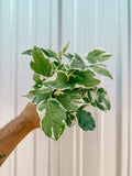 Pothos pearls and jade 4” plant **(ALL plants require you to purchase ANY 2 plants!)**